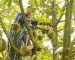 Đắk Lắk triển khai các giải pháp ổn định vụ thu hoạch sầu riêng