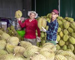 Việt Nam có thể đạt 10 tỷ USD kim ngạch xuất khẩu rau quả