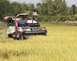 Nông dân cần liên kết chặt chẽ với doanh nghiệp khi giá lúa biến động