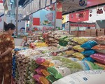 Giá gạo tiếp tục tăng, sản xuất vụ Thu Đông tăng tốc