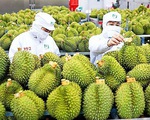 Xuất khẩu rau quả vào Trung Quốc tăng kỷ lục