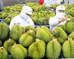 Tăng cường kiểm soát chất lượng trái cây xuất khẩu