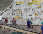 Xuất khẩu gạo nhưng phải đảm bảo an ninh lương thực quốc gia