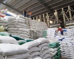 Giá gạo Việt xuất khẩu tăng cao kỷ lục