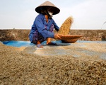 Bài toán an ninh lương thực khi giá gạo xuất khẩu cao kỷ lục?