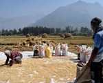 Giá lúa mỳ tại Ấn Độ cao nhất trong 6 tháng