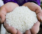 Philippines đề xuất giảm thuế nhập khẩu gạo