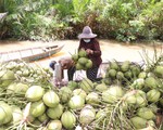 Giá dừa trái tăng gấp đôi