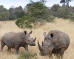 Số lượng tê giác tại châu Phi tăng lần đầu tiên sau một thập kỷ