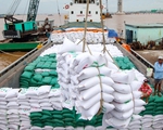 Giá gạo xuất khẩu tiếp tục giảm