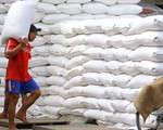 Xuất khẩu gạo năm nay có thể trên 7,5 triệu tấn