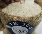 Giá gạo xuất khẩu giảm 35 USD/tấn