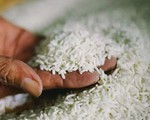 Ấn Độ sẽ hạ giá sàn xuất khẩu gạo