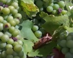 Biến đổi khí hậu đe dọa ngành sản xuất rượu vang Italy
