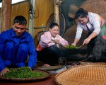 Cận cảnh quy trình sản xuất 'thủ công' chè xanh Đinh Bát Tiên đặc sản Long Cốc (Phú Thọ)