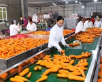 Xuất khẩu rau quả chế biến lần đầu vượt 1 tỷ USD
