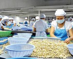 Cảnh báo doanh nghiệp Việt Nam khi xuất khẩu sang Tây Ban Nha