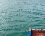 Đàn cá heo khoảng 30 con xuất hiện ở vùng biển Cô Tô
