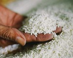 Giá gạo Ấn Độ tăng lên mức cao kỷ lục​