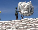 Giá gạo của Ấn Độ tăng lên mức cao kỷ lục