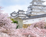 Những điều du khách cần biết về mùa anh đào sắp nở rộ tại Nhật Bản