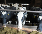 Mỹ phát hiện bò sữa nhiễm H5N1 tại nhiều bang