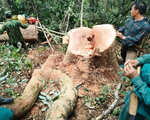 Mật phục bắt quả tang 5 đối tượng khai thác gỗ rừng trái phép