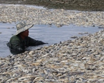 Đồng Nai: Khẩn trương xử lý cá chết hồ Sông Mây để tránh ô nhiễm