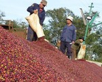 Doanh nghiệp lo thiếu nguồn cung khi giá cà phê tăng cao