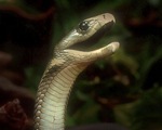 Nọc rắn độc đen châu Phi có khả năng giảm đau