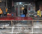 Trung Quốc mở cửa trở lại chợ gia cầm Quảng Châu