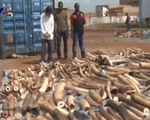 Togo thu giữ gần 4 tấn ngà voi buôn lậu sang Việt Nam