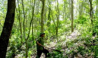 Promoting responsible forest management