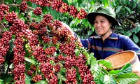 Central Highland farmers promote new coffee-growing model