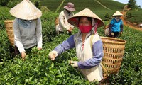 Lam Dong’s Oolong tea meets international standards