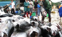 El Nino depletes Vietnam’s tuna fishing