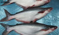 Scepticism over US Department of Agriculture fish inspections