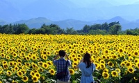 30-hectare sunflower farm stuns visitors