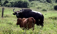 Cross-bred wild bison and domesticated cows debuted