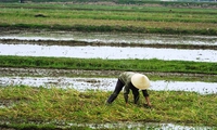 Support enterprises to improve farmers' lives