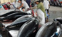Binh Dinh applies Japanese fishing technology