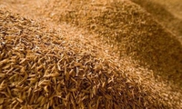 Processing rice husks to protect the environment