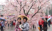 Japanese cherry blossom festival kicks off in Hanoi