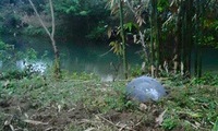 ‘UFO’ detected following explosions in Tuyen Quang