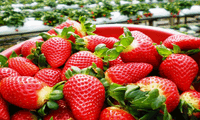 Developing building Da Lat strawberry brand