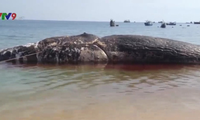 Dead whale buried on land