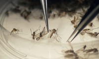 Hanoi maximises Zika virus monitoring