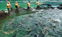 Sapa to develop cold-water fish farming