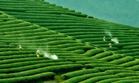 First Tea festival launched in Moc Chau