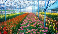 Flower trading floor to be launched